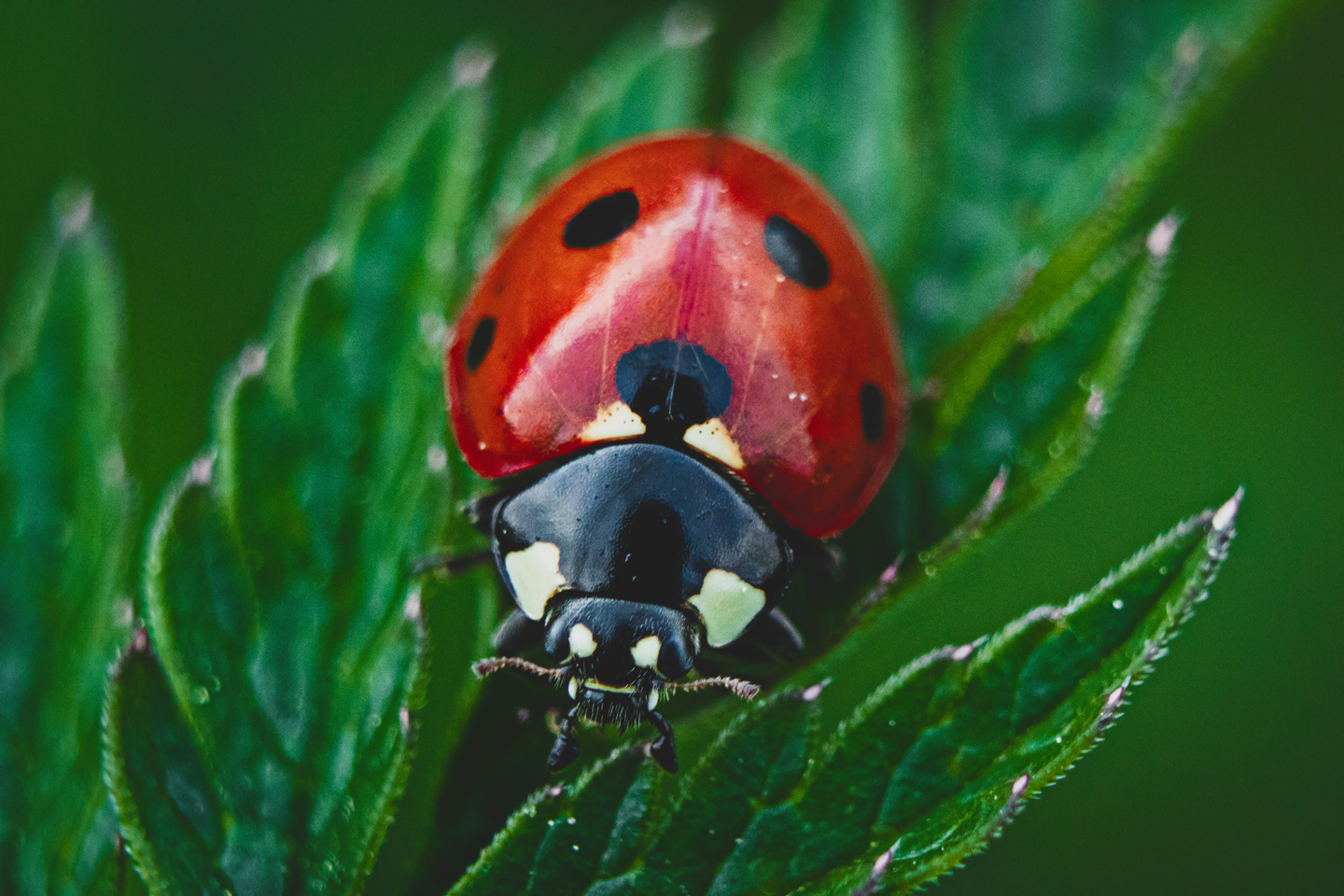 Siebenpunkt-Marienkäfer. Foto: NABU/CEWE/Marcel Irmer