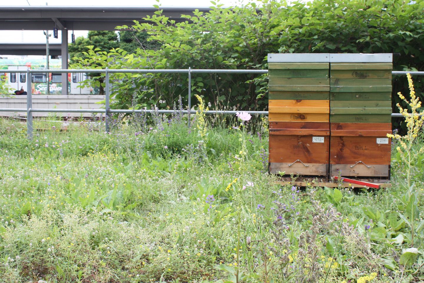 Bahnbiotop Donnersbergerbrücke