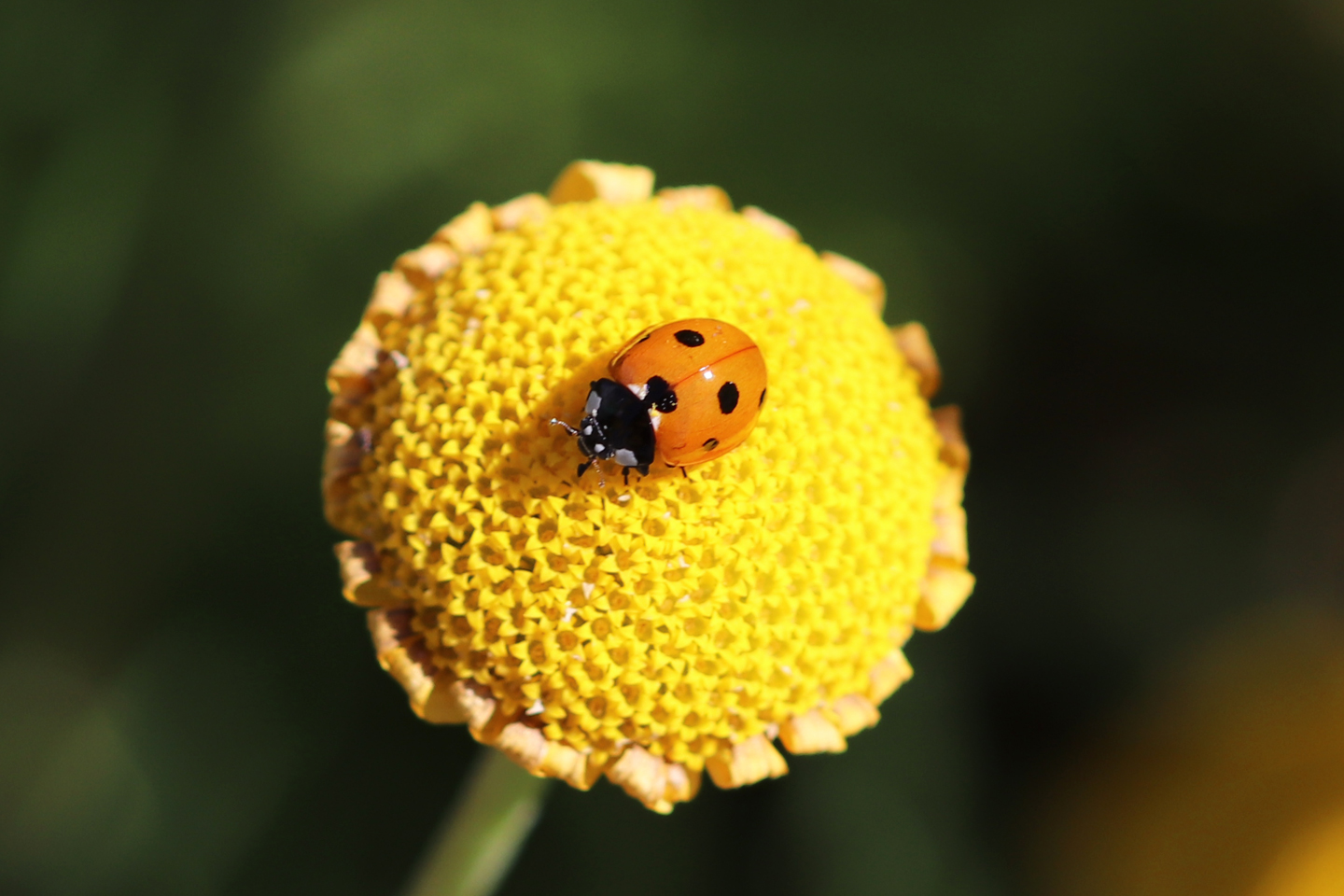 Ein Siebenpunkt-Marienkäfer auf einer Färberkamille