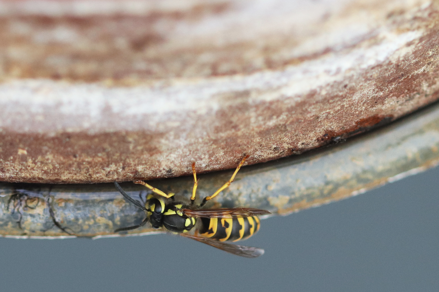 Wespe trinkt Wasser aus einem Untersetzer auf dem Wilden Meter