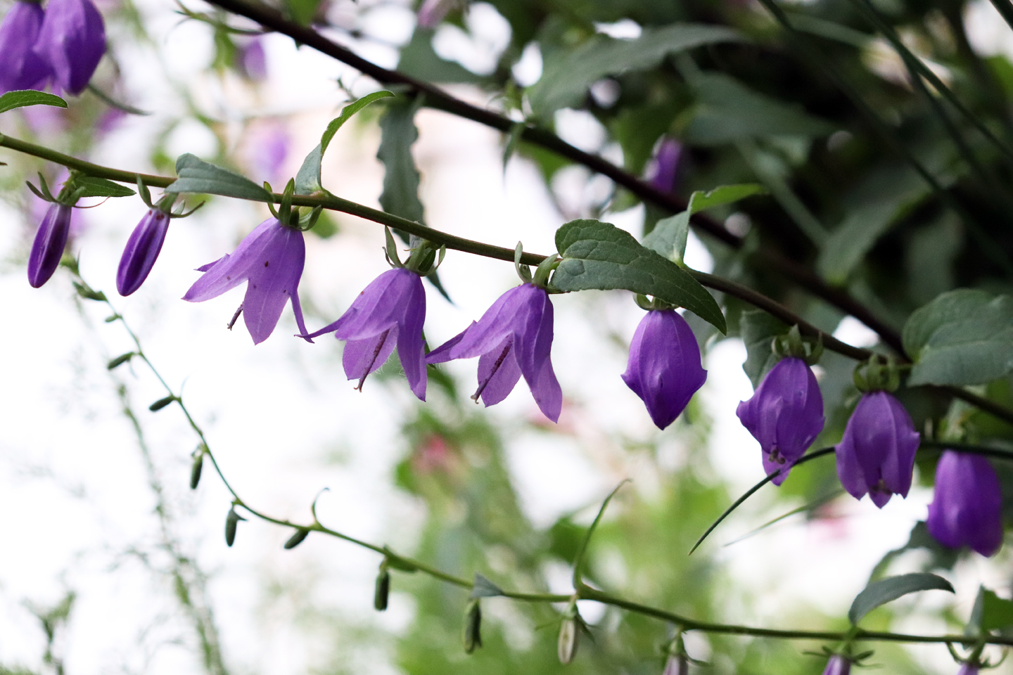 Die Acker-Glockenblume blüht und verblüht von unten nach oben