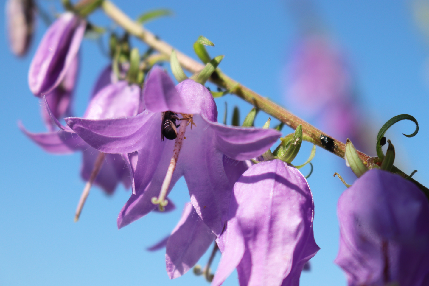 Weibchen der Glockenblumen-Scherenbiene