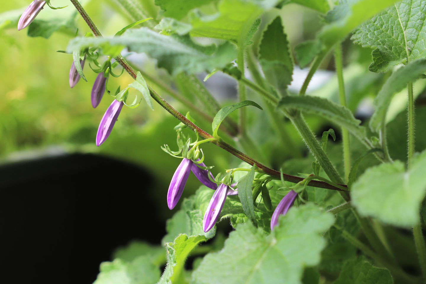 Knospen der Acker-Glockenblume