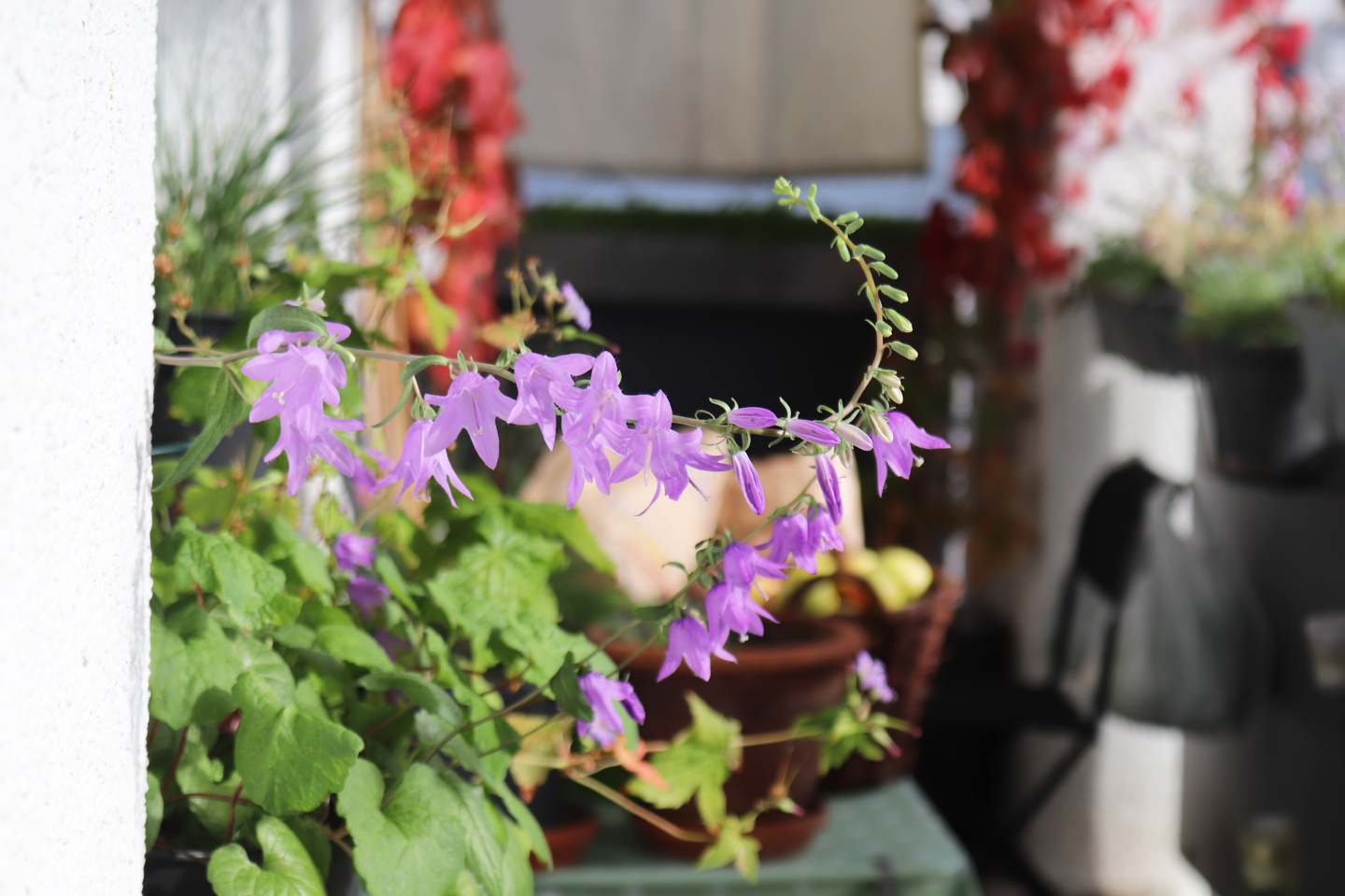 Eine der kleinen Acker-Glockenblumen von diesem Frühjahr blüht im Topf auf dem Fensterbrett im Oktober 