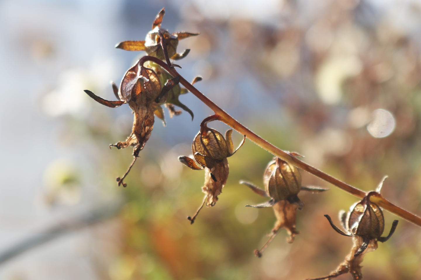 Acker-Glockenblume verblüht