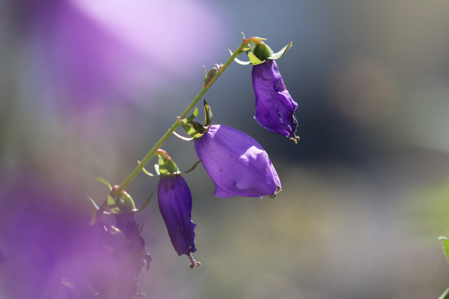 Acker-Glockenblume verblüht