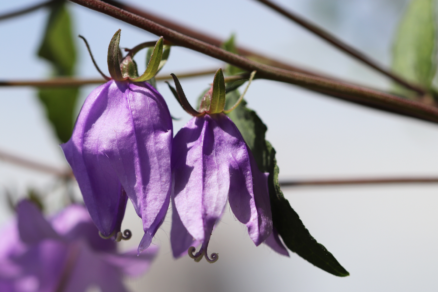 Acker-Glockenblume, die sich wieder schließt