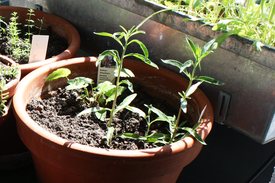 Acker-Glockenblume und Ähriger Ehrenpreis