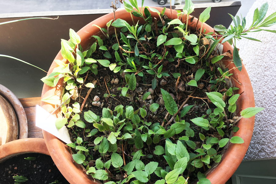 Die Acker-Glockenblume hat den Ehrenpreis an den Rand gedrängt.