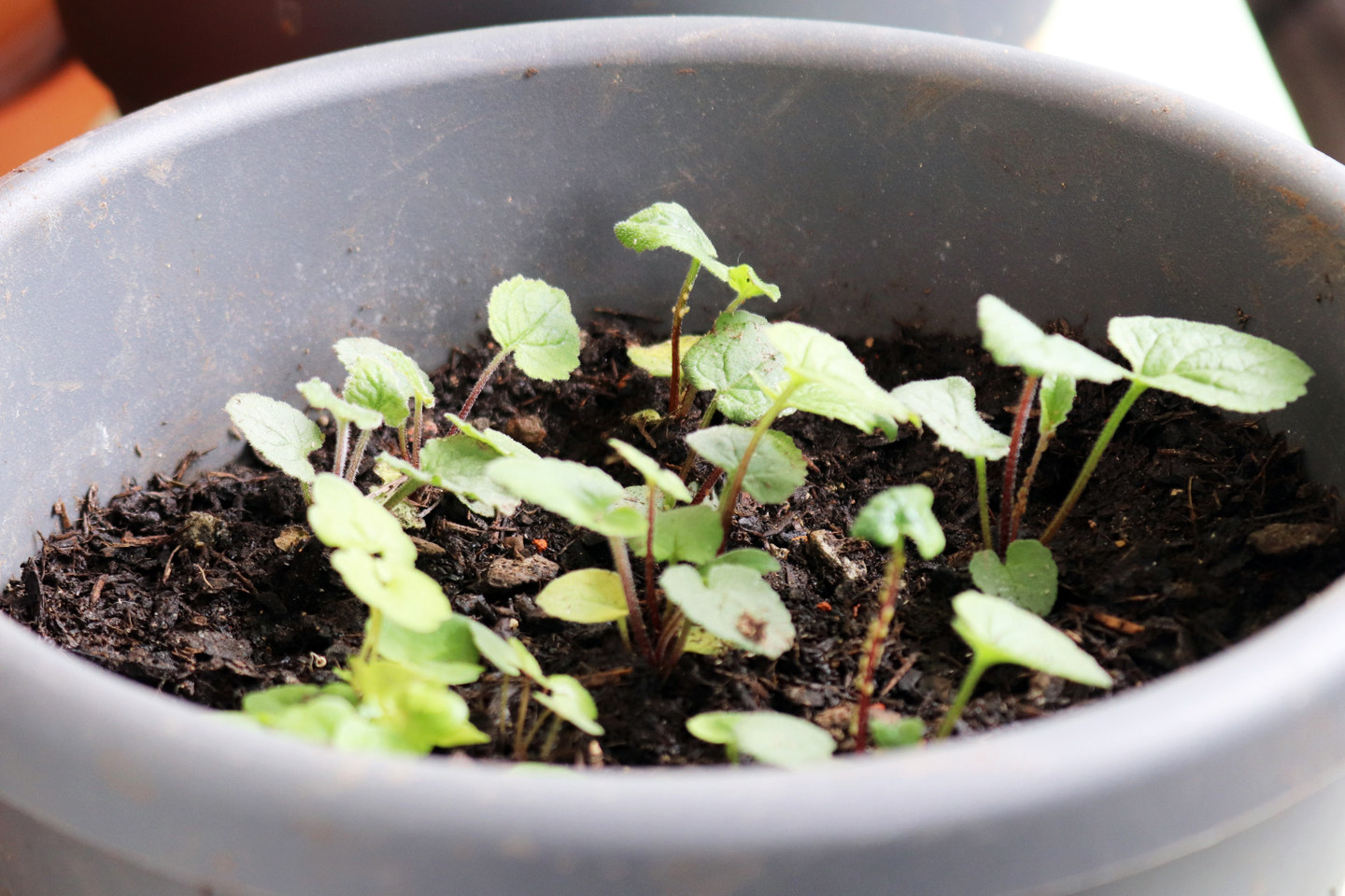 Acker-Glockenblumen: Nachwuchs