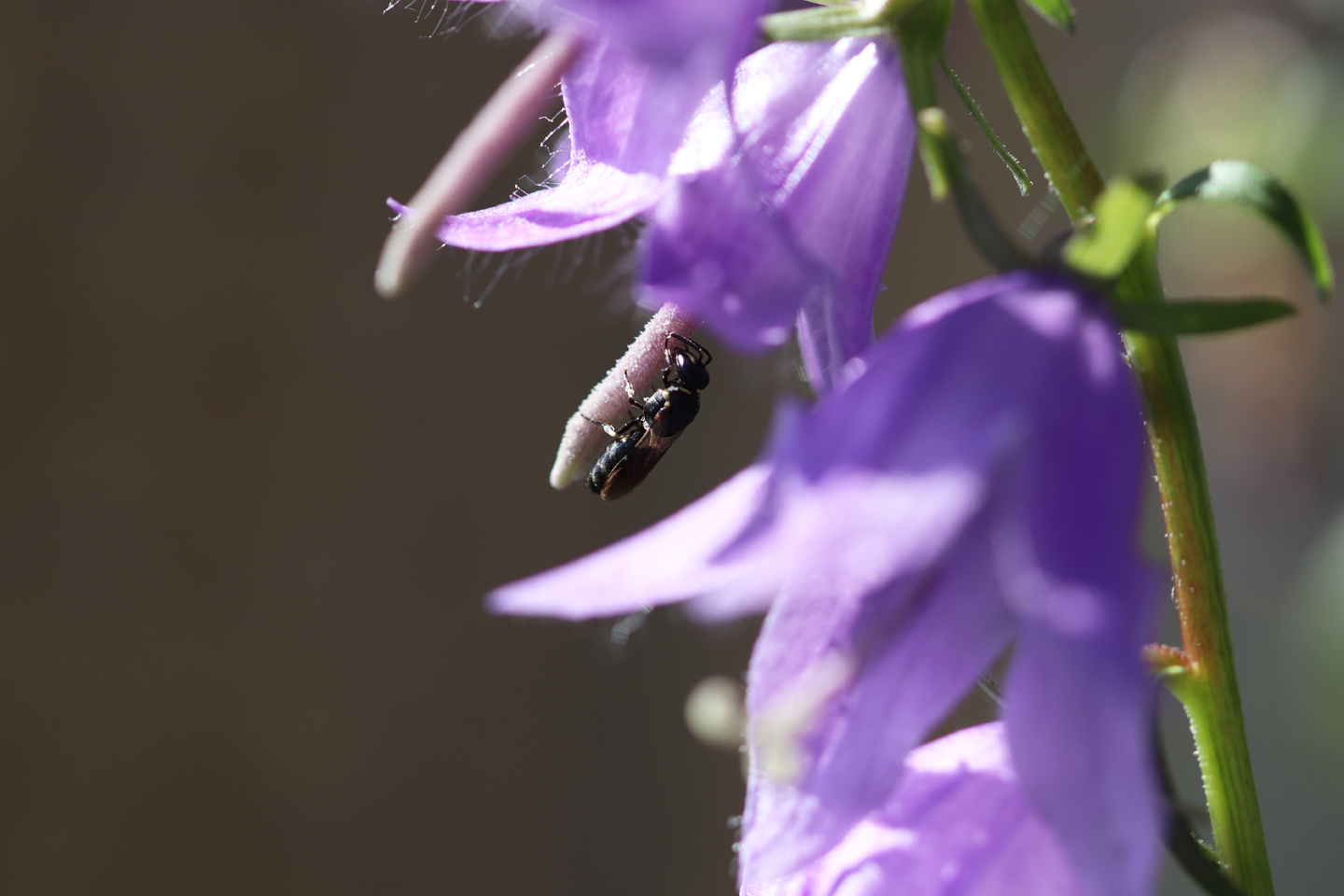 Acker-Glockenblume und Wildbiene