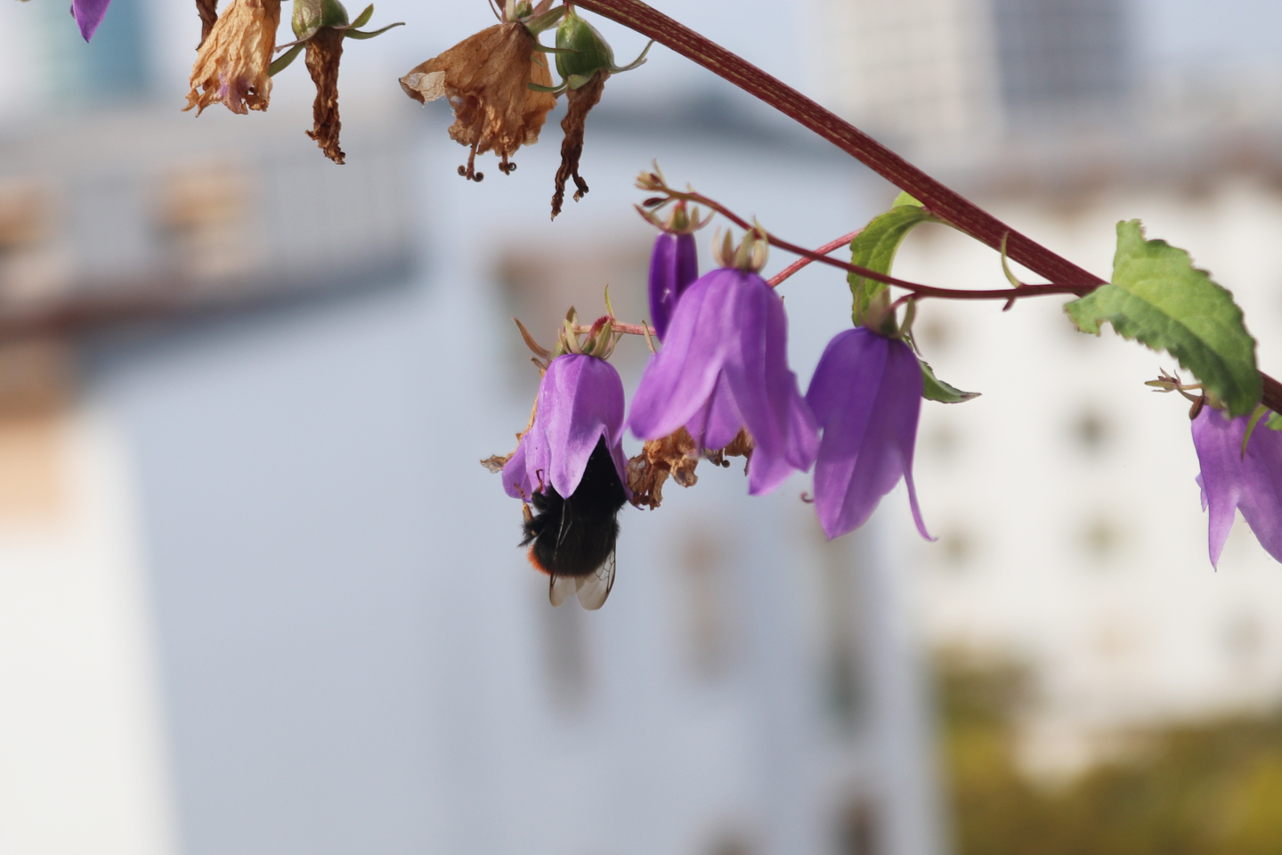 Steinhummel-Jungkönigin im Oktober