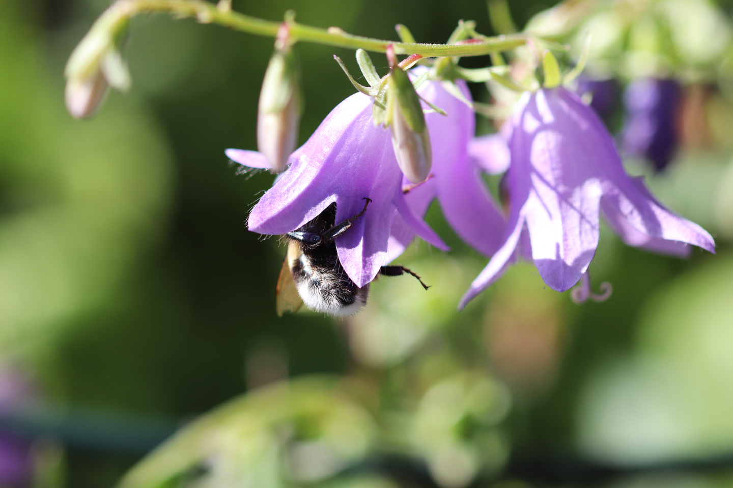 Erdhummel-Jungkönigin im September