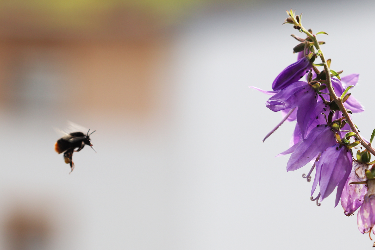 Steinhummel-Arbeiterin im Juni