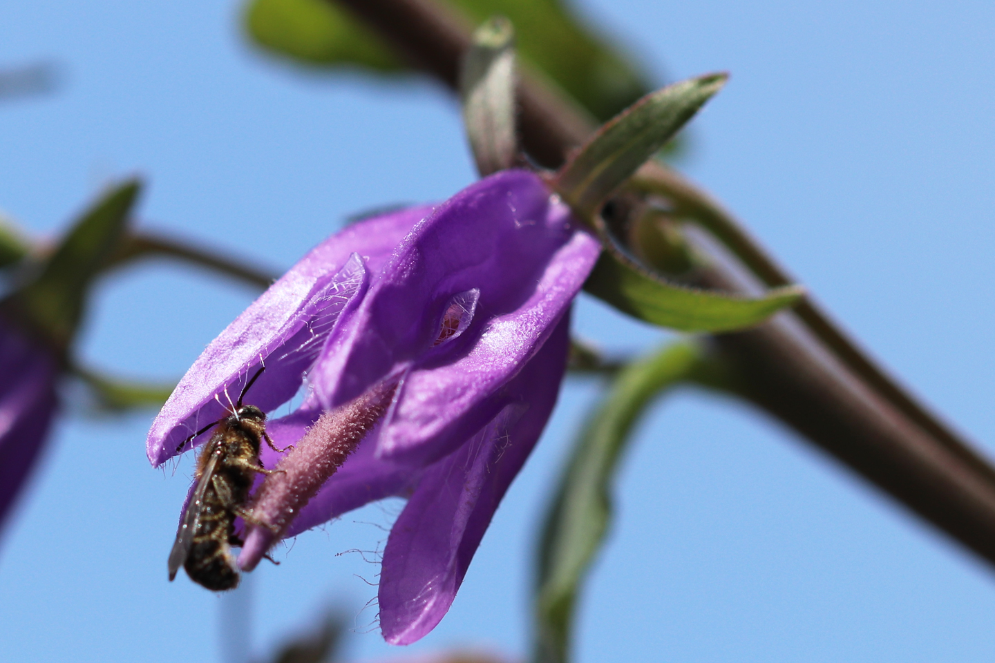 Männchen der Glockenblumen-Scherenbiene Ende Mai