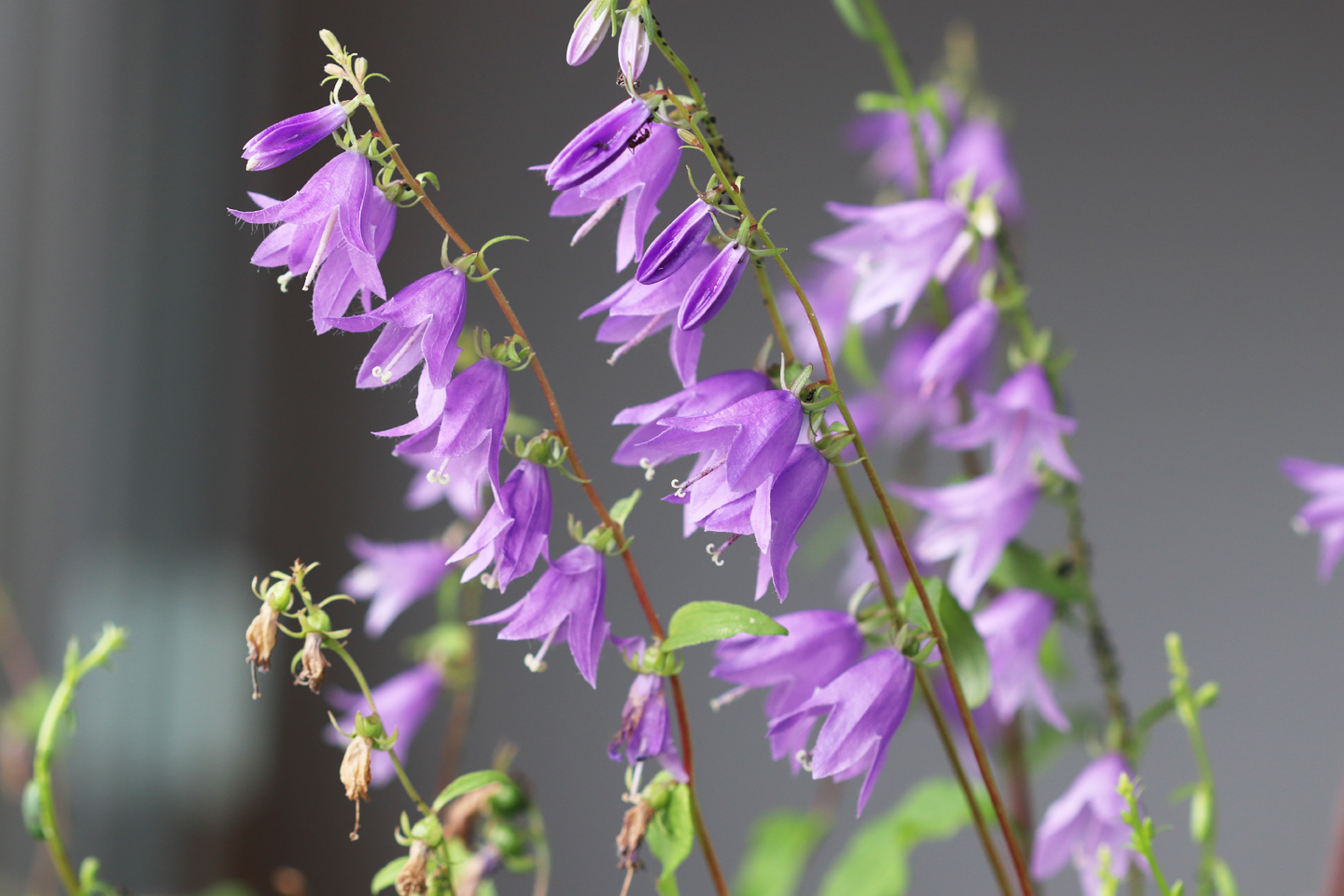 Zweite Blüte der Acker-Glockenblume im September