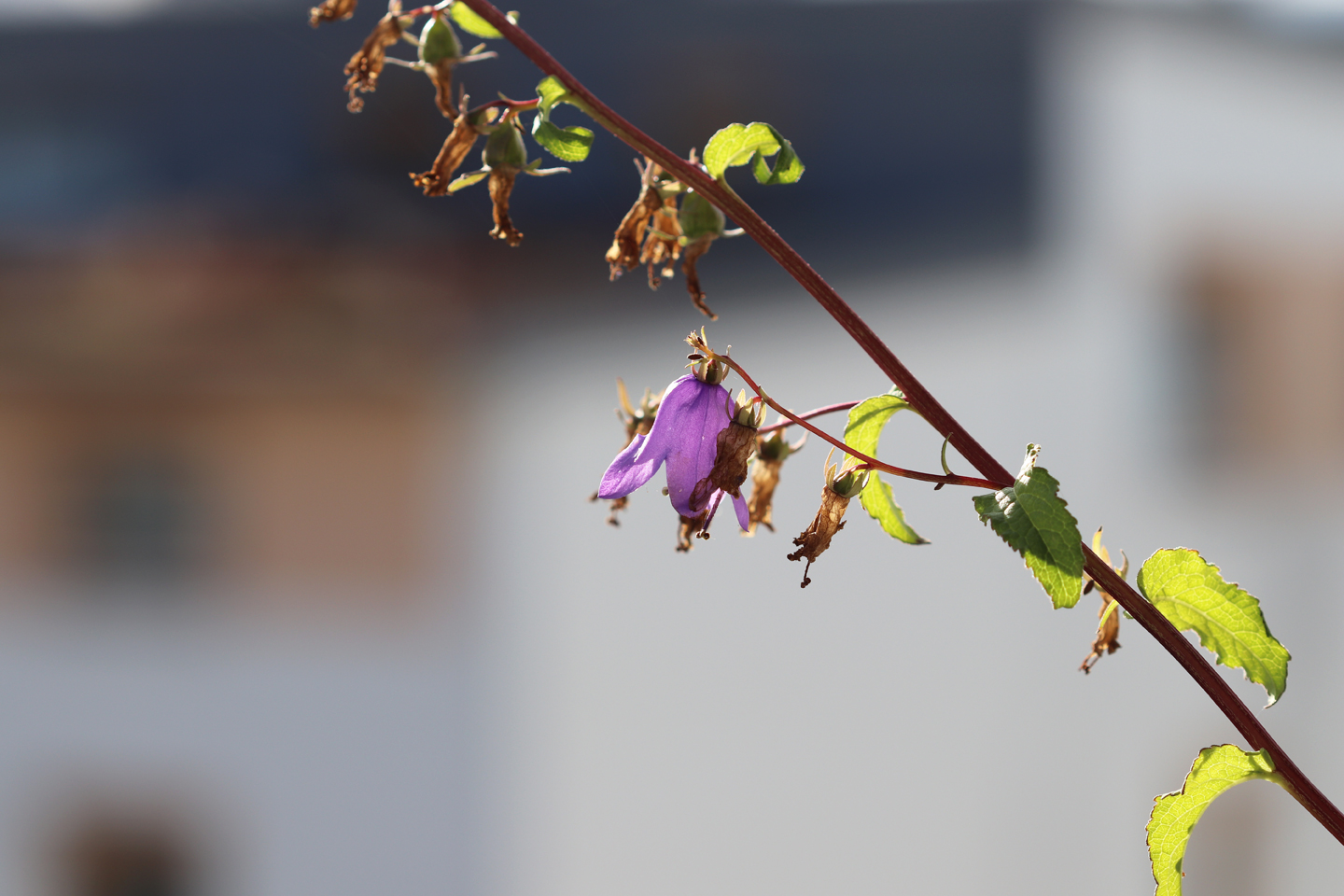 Letzte Blüte am 2. November 2019