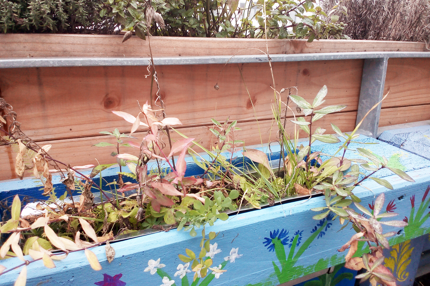 Bienen-Buffet-Aussaat Magdalena aus Regensburg