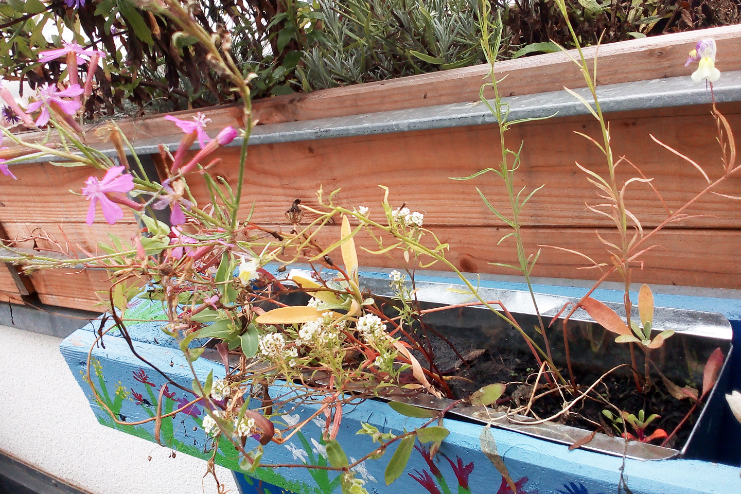 Bienen-Buffet-Aussaat Magdalena aus Regensburg