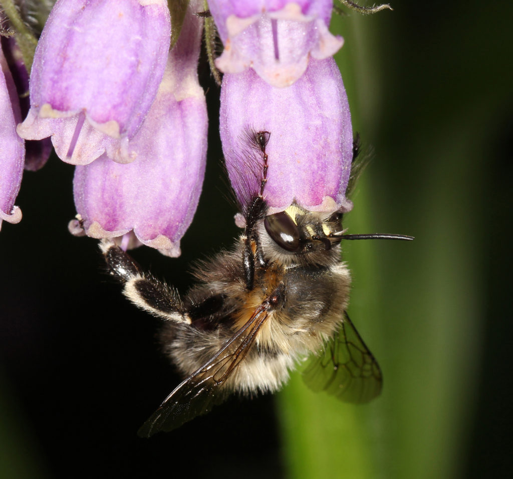 Die Pelzbiene Anthophora plumipes, hier ein Männchen, ist ein häufiger Besiedler von Gärten. (Foto: Christian Schmid-Egger)