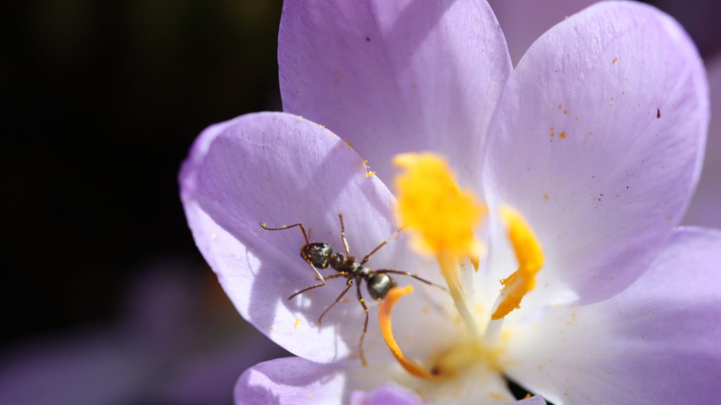 Alternativtext: Ameise im Krokus