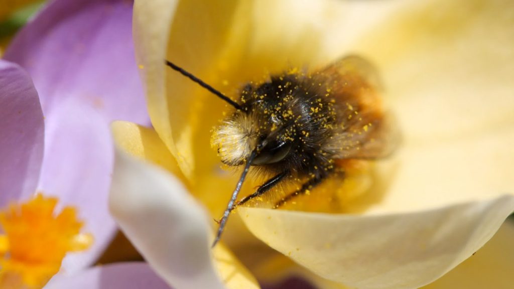 Männchen der Gehörnten Mauerbiene in einem Krokus