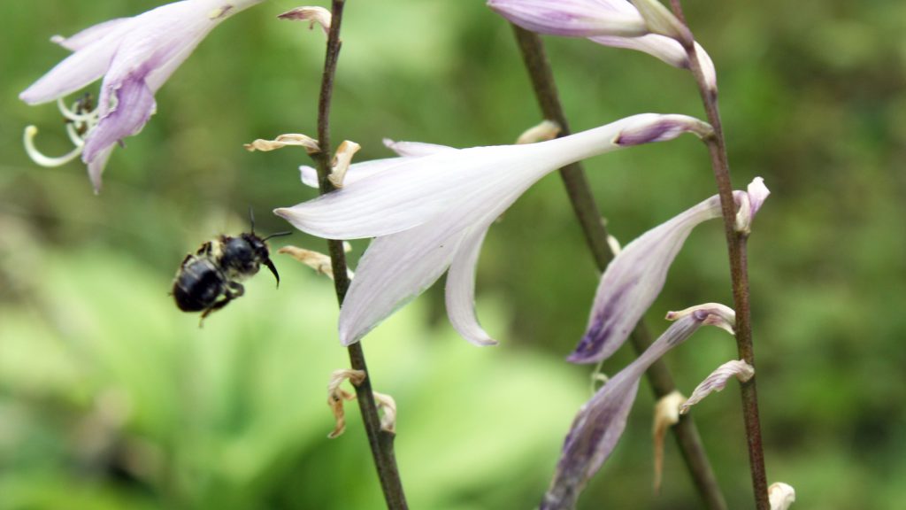 Wildbiene und Funkienblüte