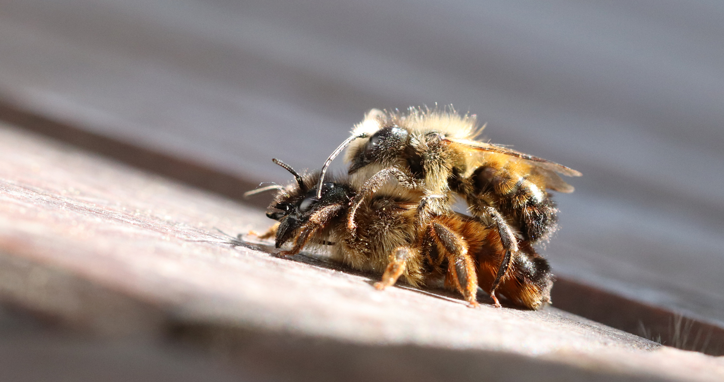 Paarung Rostrote Mauerbienen