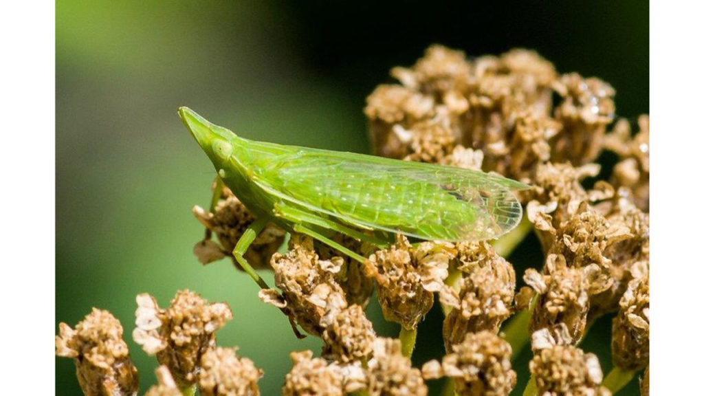 Zikade Europäischer Laternenträger