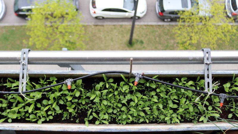 Ansaaten von einjährigen Wildblumen direkt in die Balkonkästen auf dem Wilden Meter. Pflanzen nach drei Wochen.