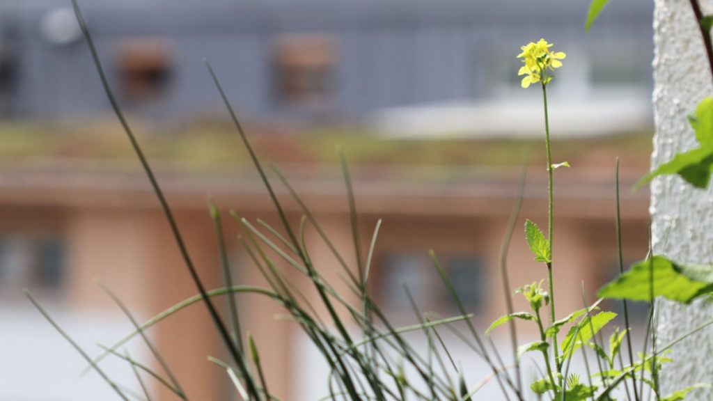 Ackersenf (Sinapis arvensis) auf dem Wilden Meter