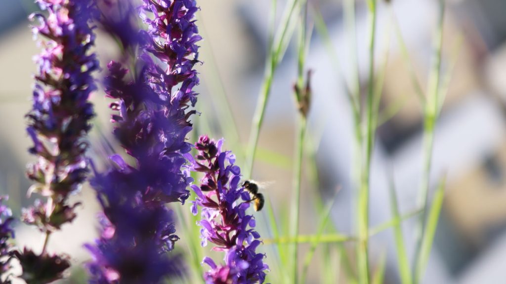 Salvia nemorosa Mainacht