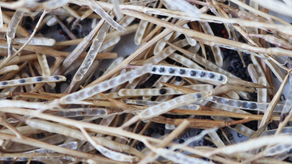 Ackersenf-Schoten mit Samen