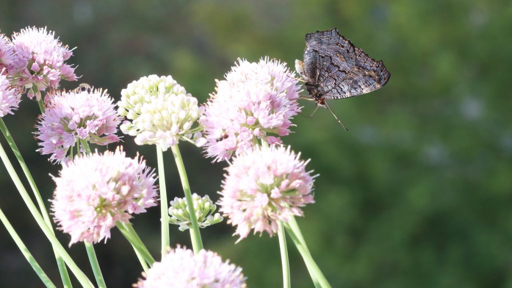 Tagpfauenauge auf Berglauch auf dem Wilden Meter