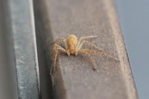 Flachstrecker (Philodromus spec.) auf dem Wilden Meter