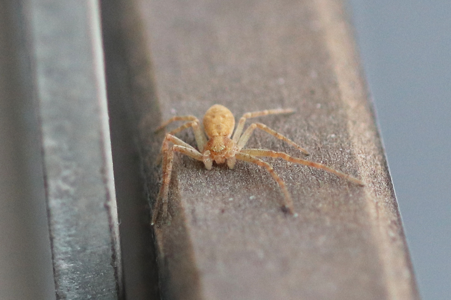 Flachstrecker (Philodromus spec.) auf dem Wilden Meter