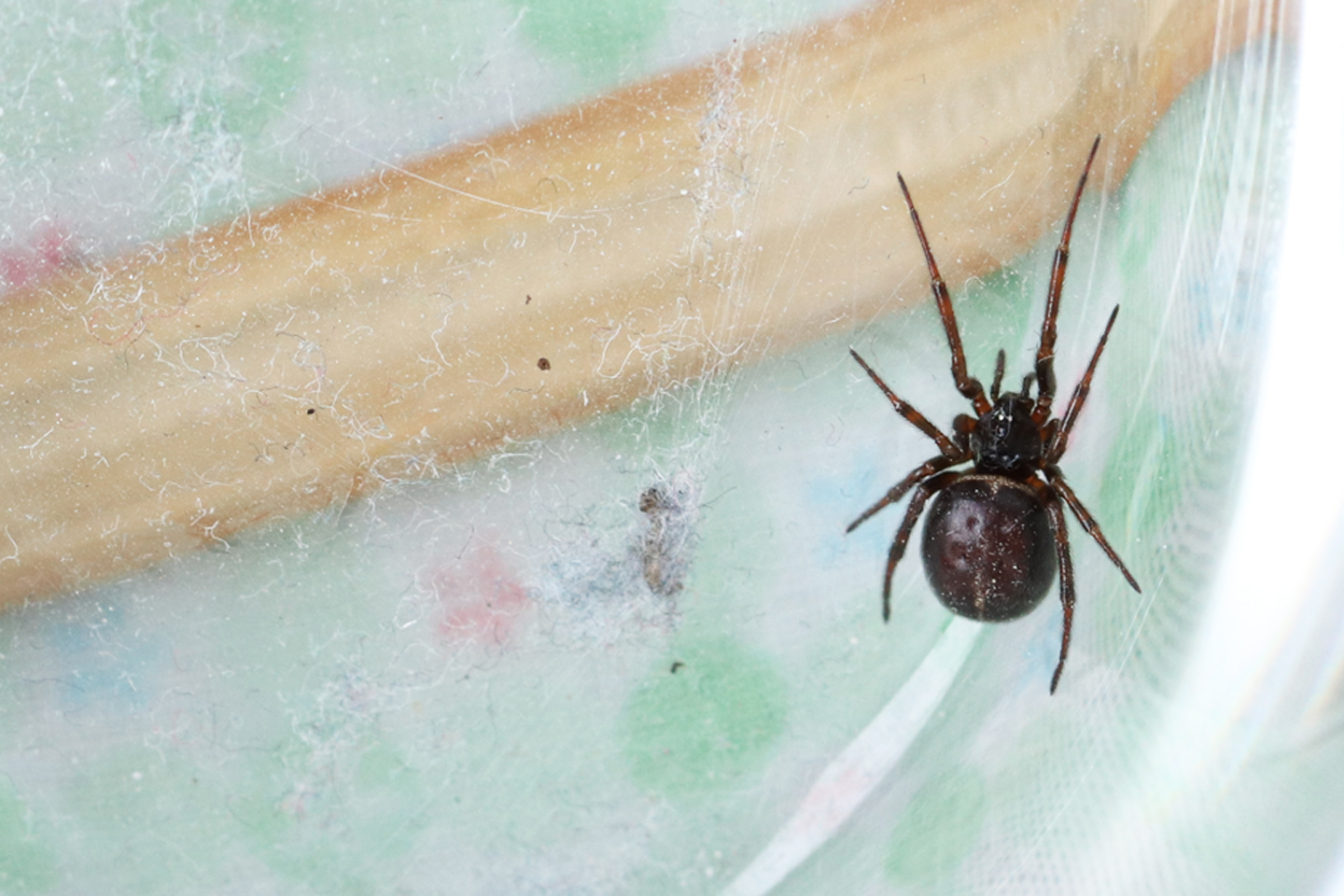 Fettspinne (Steatoda bipunctata)
