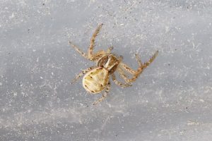 Krabbenspinne Krabbenspinne (Xysticus spec.)