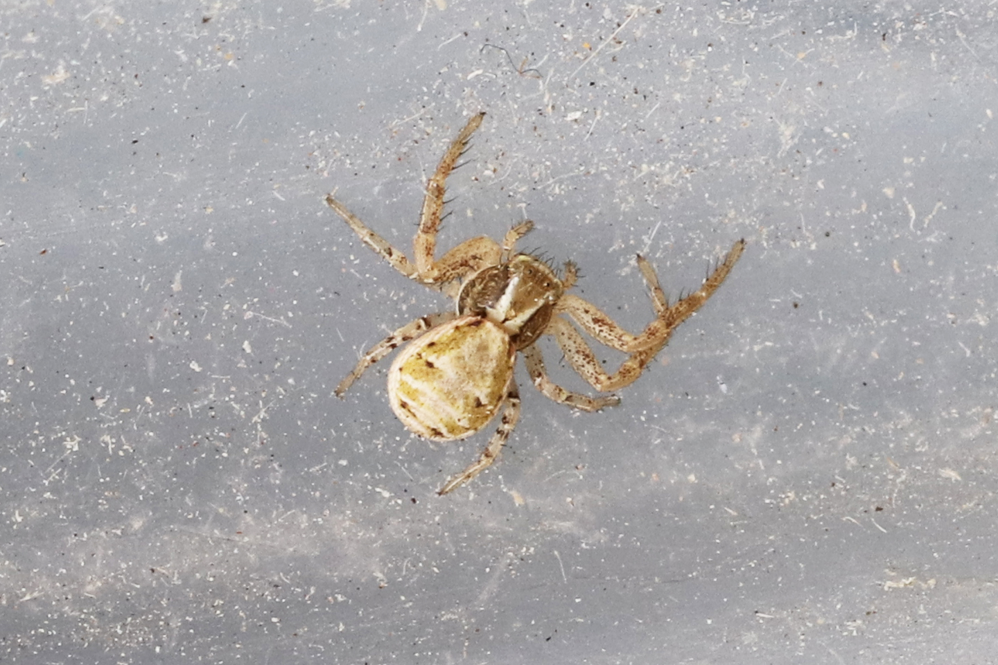 Krabbenspinne Krabbenspinne (Xysticus spec.)