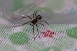 Kugelspinne, männlich