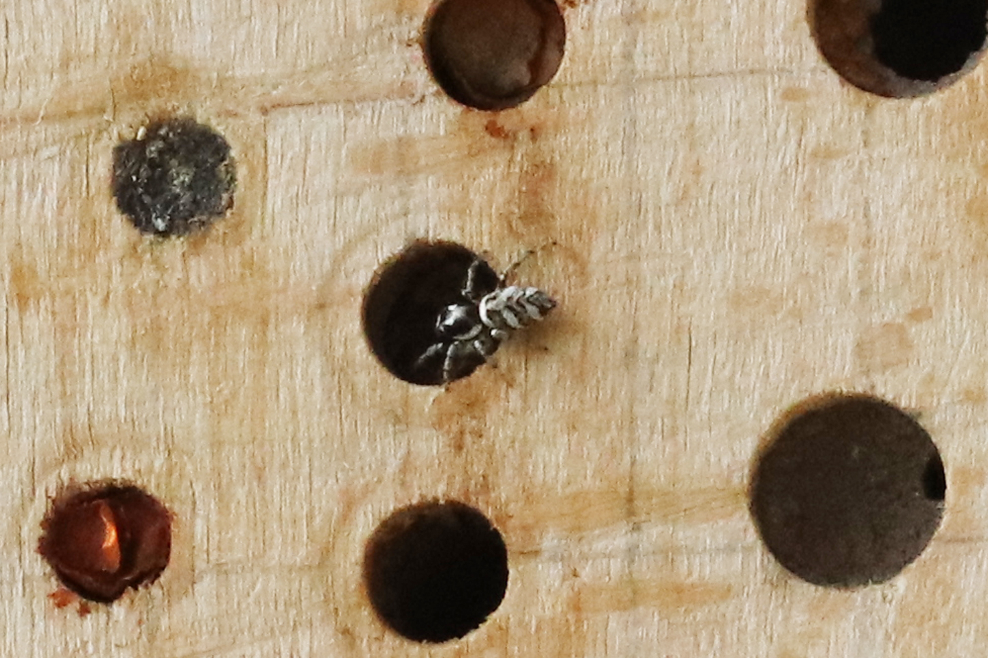 Zebraspringspinne (Salticus scenicus)