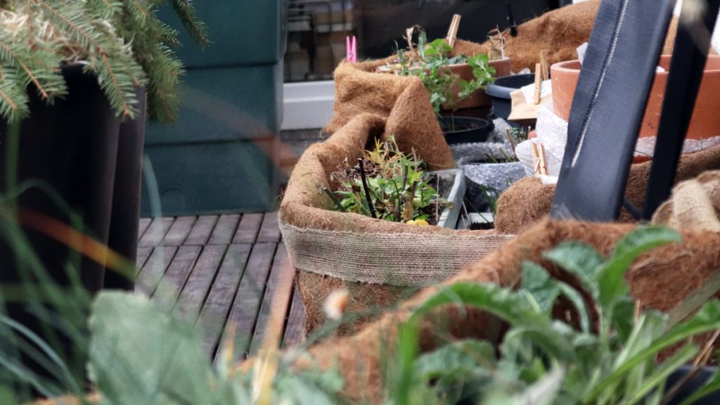 Zwiebelpflanzen und Stauden im Winterlager auf dem Wilden Meter