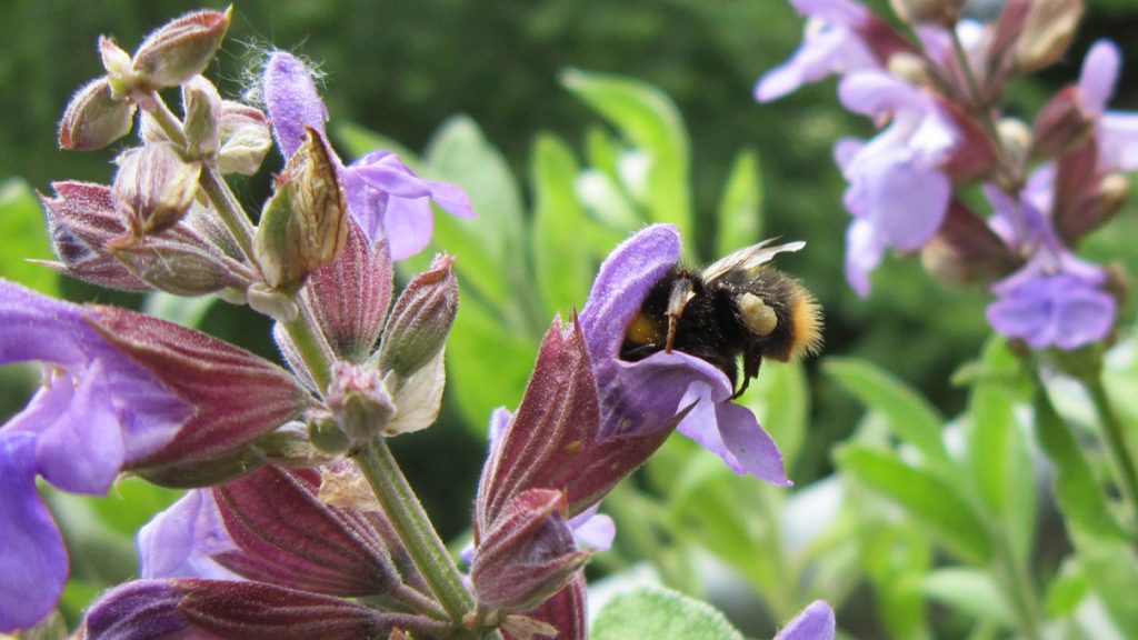 Wiesenhummel in Salbeiblüte