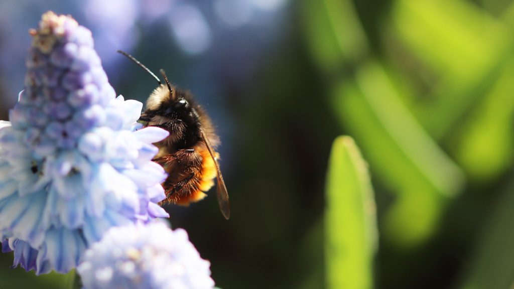 Männchen der Gehörnten Mauerbiene auf einer Himmelblauen Traubenhyazinthe auf dem Wilden Meter