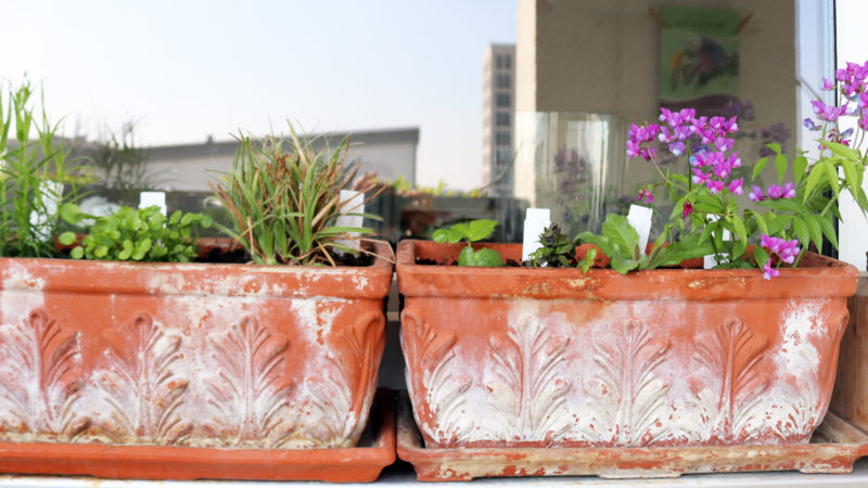 Susannes Staudentipps: #2 Stauden richtig einpflanzen