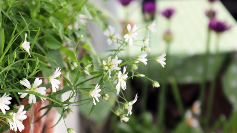Rundgang auf dem Wilden Meter Anfang Mai: Große Sternmiere (Stellaria holostea)