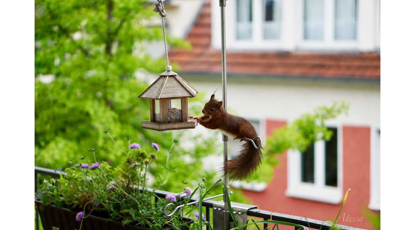 Das Eichhörnchen futtert nur Bio!