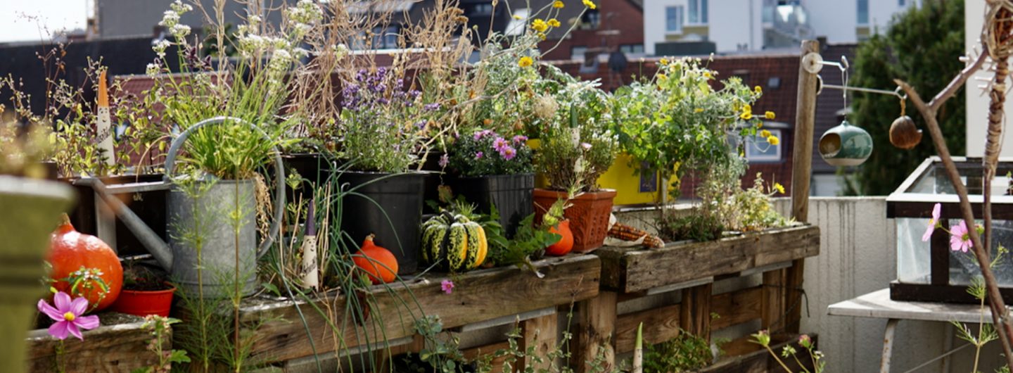 Atessas Herbstbalkon in Paderborn