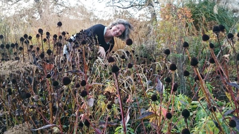 Susannes Staudentipps: #6 Aussaat