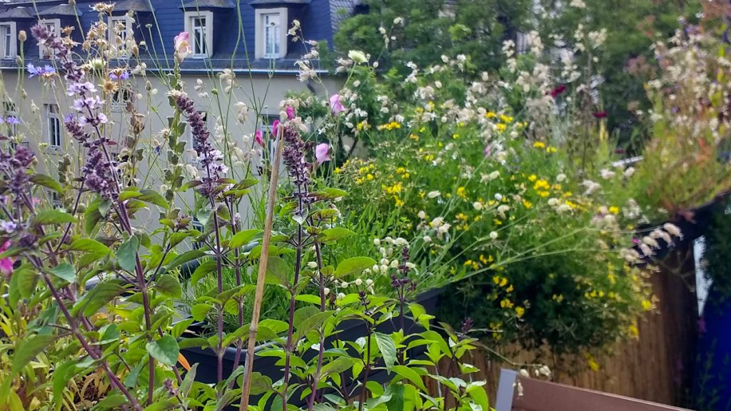 Balkonbesuch bei Anna Oppermann in Dresden